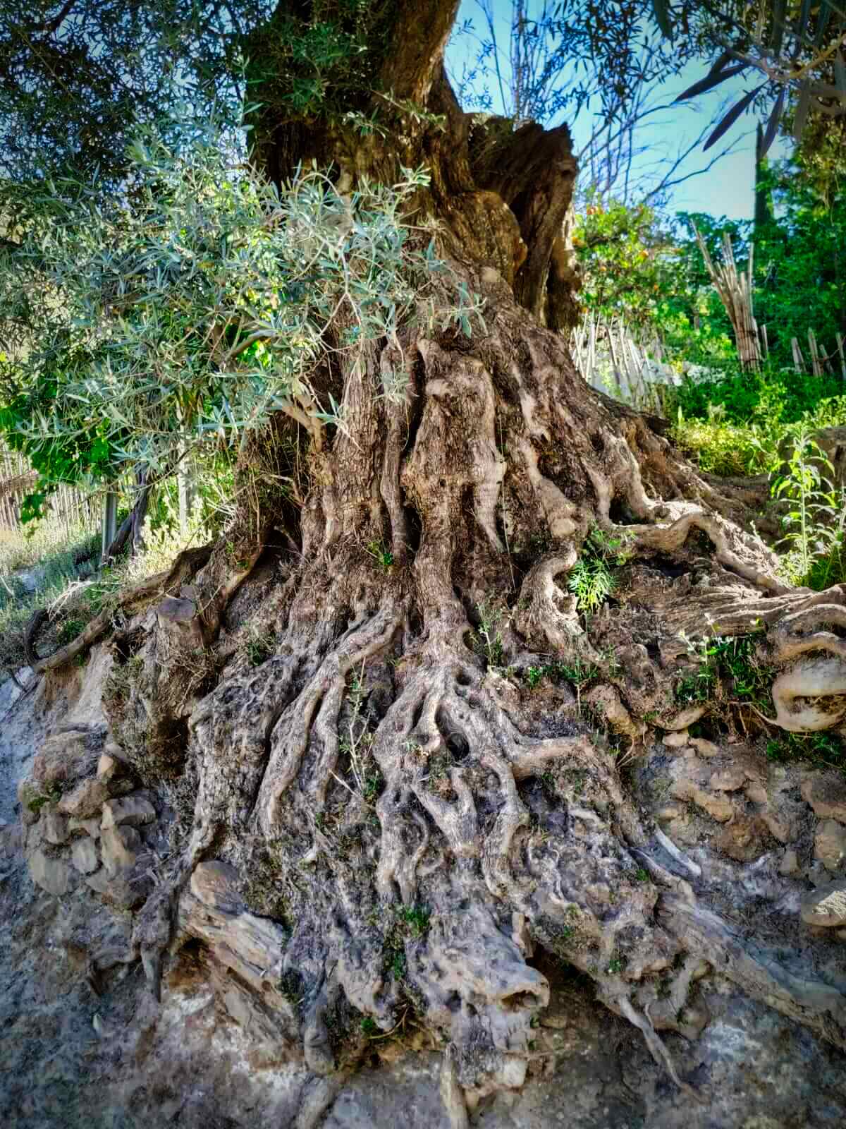 La morfologia dell'olivo - Stocker Garden